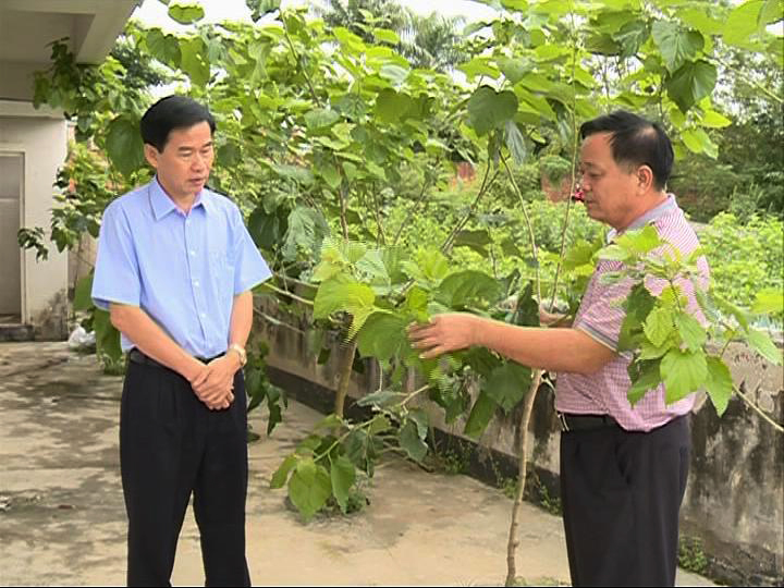 廣州中醫(yī)藥大學教授 劉煥蘭 現(xiàn)場考察國鋒桑葉茶基地