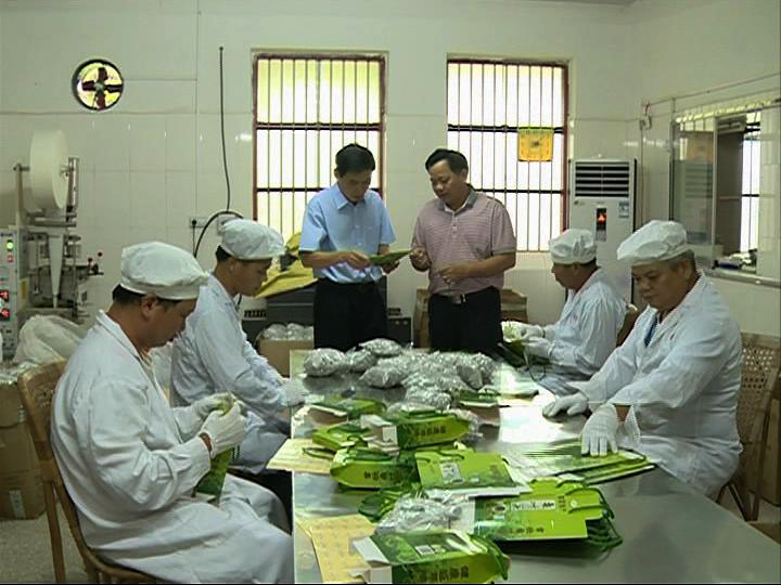 廣州中醫(yī)藥大學教授 劉煥蘭 現(xiàn)場考察國鋒桑葉茶生產(chǎn)