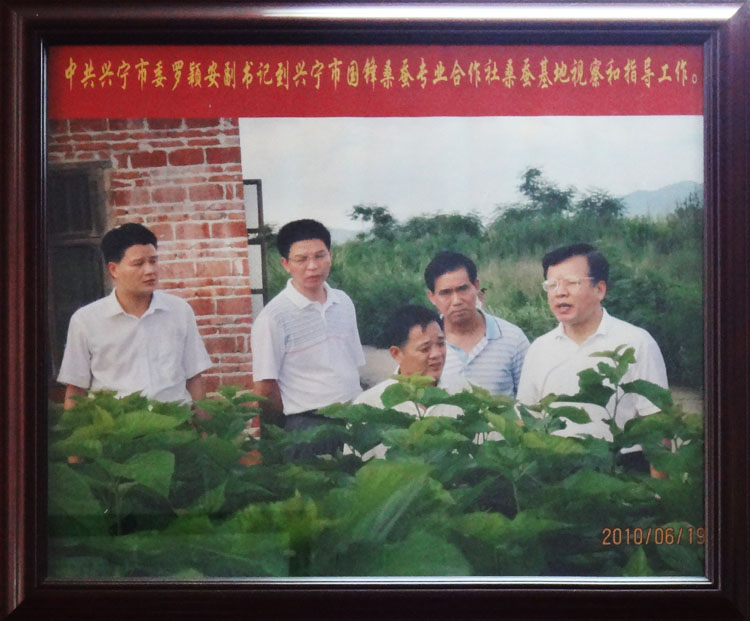 中共興寧市委羅穎安副書記到興寧國鋒桑蠶專業(yè)合作社基地視察